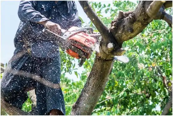 tree services Lake City